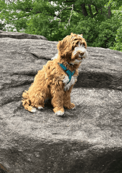 Labradoodle met tuig op een hunnebed